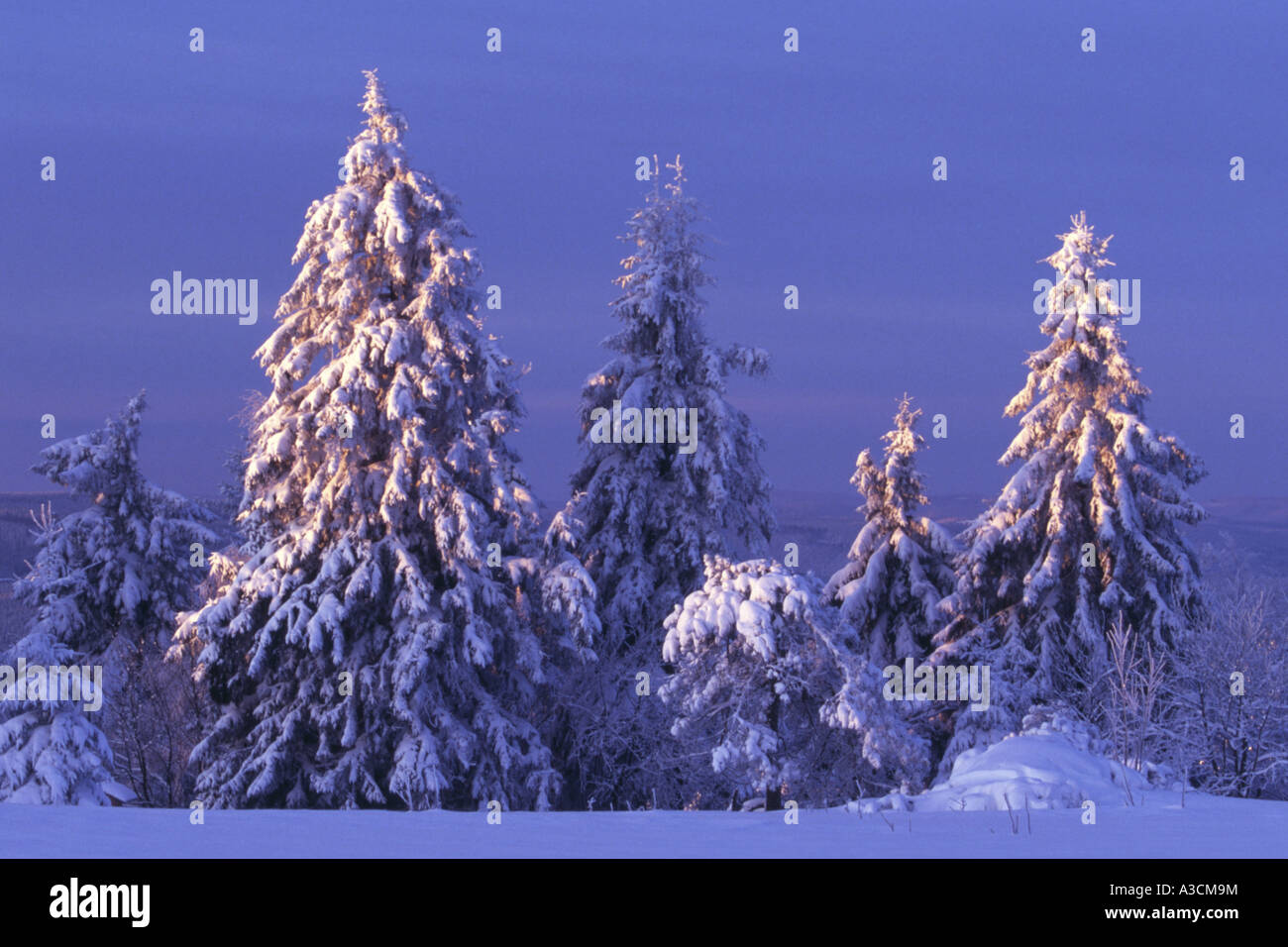 Norway spruce (Picea abies), sunrise in winter landscape Stock Photo