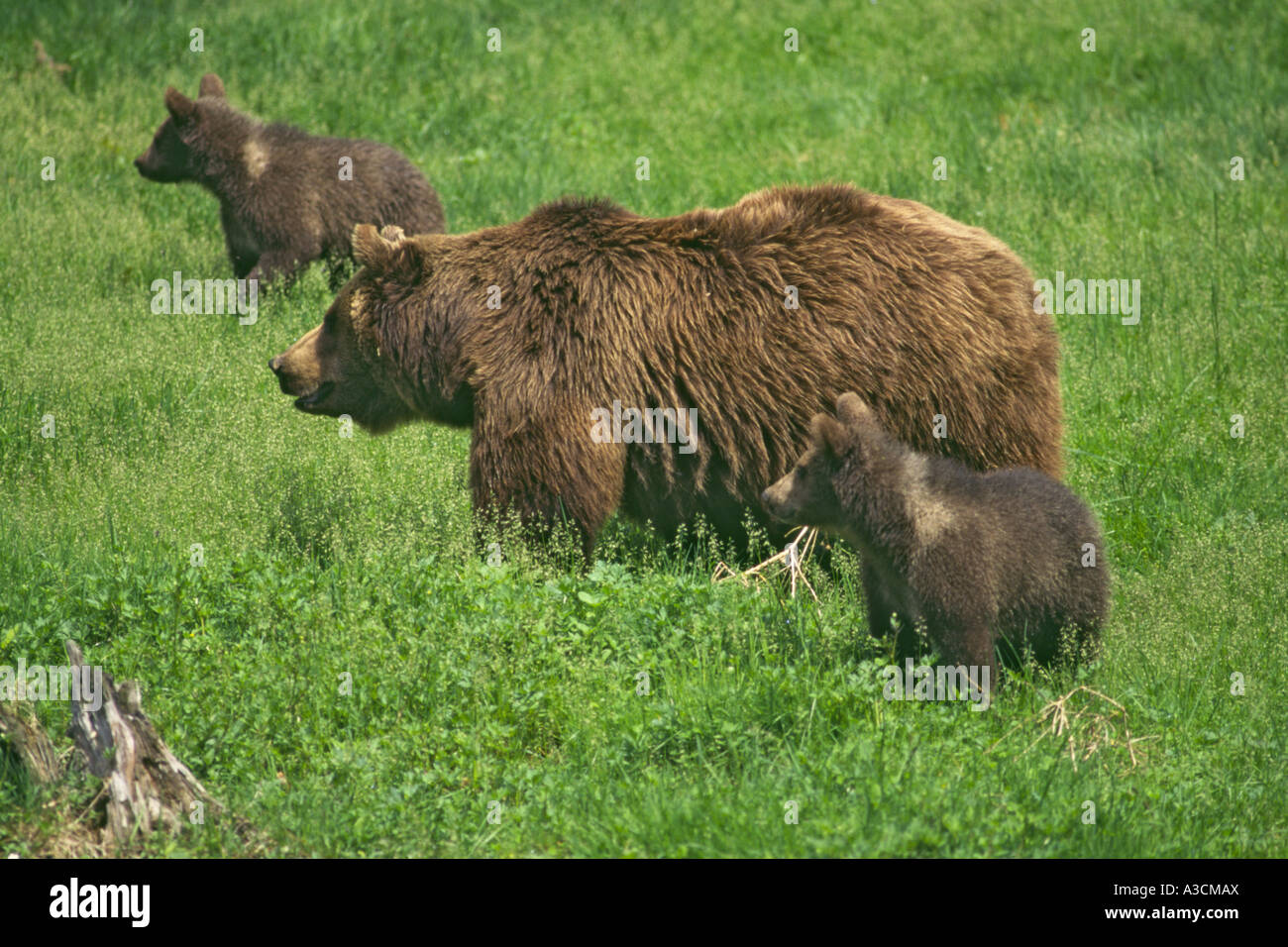 European brown bear (Ursus arctos arctos), female with cubs Stock Photo ...