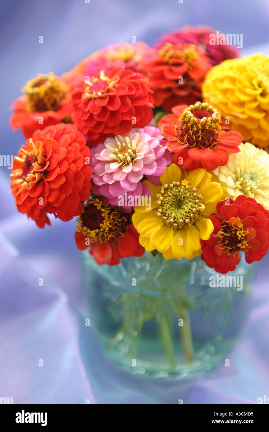Colorful Zinnias in Vase Stock Photo Alamy