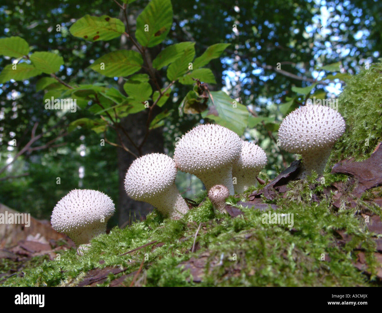 common puffball (Lycoperdon gemmatum, Lycoperdon perlatum), fruiting bodies on dead wood, Germany, Hesse Stock Photo