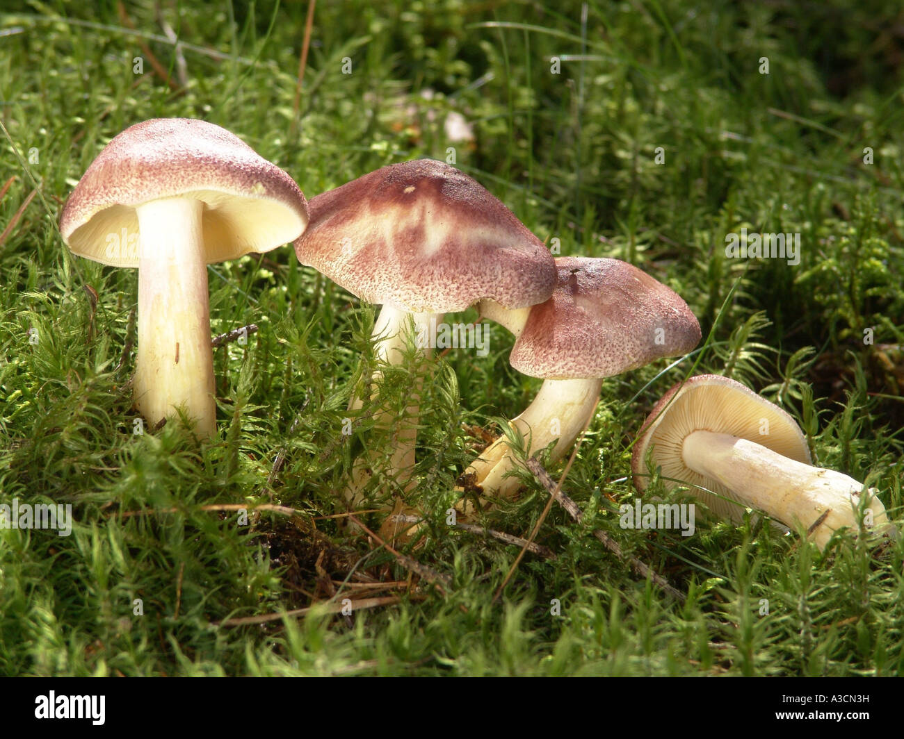 plums and custard (Tricholomopsis rutilans), fruiting bodies between moss, Germany Stock Photo