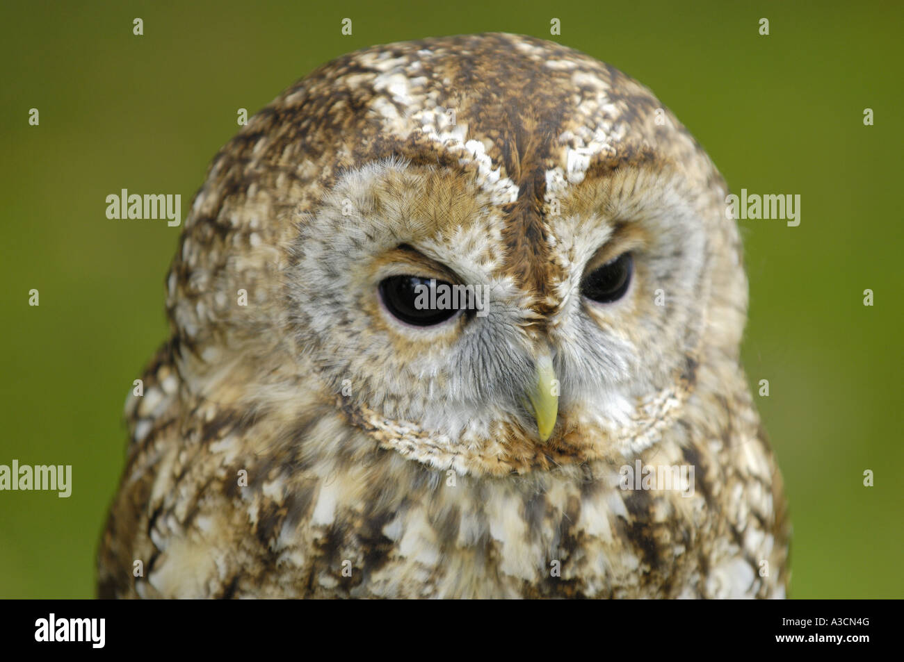 Eurasian tawny owl (Strix aluco), portrit, Germany, North Rhine-Westphalia Stock Photo