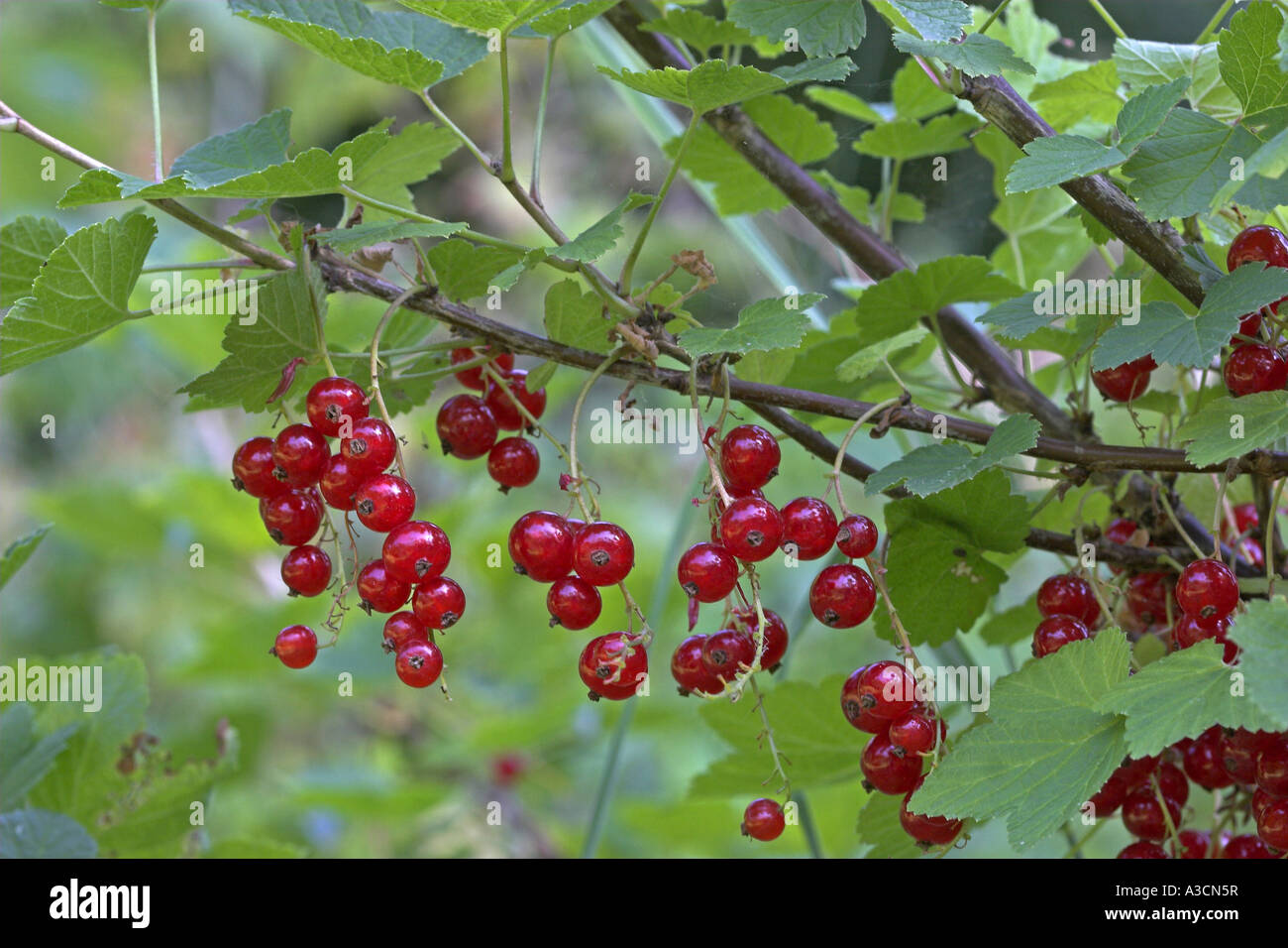 northern red curran (Ribes rubrum), ripe fruits, cultivar Stock Photo