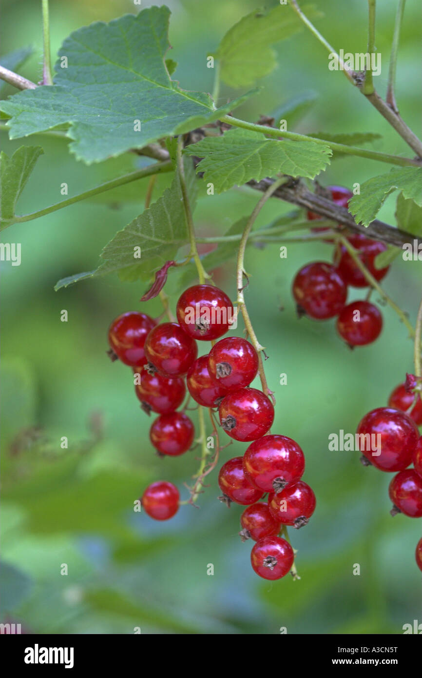 northern red curran (Ribes rubrum), ripe fruits, cultivar Stock Photo