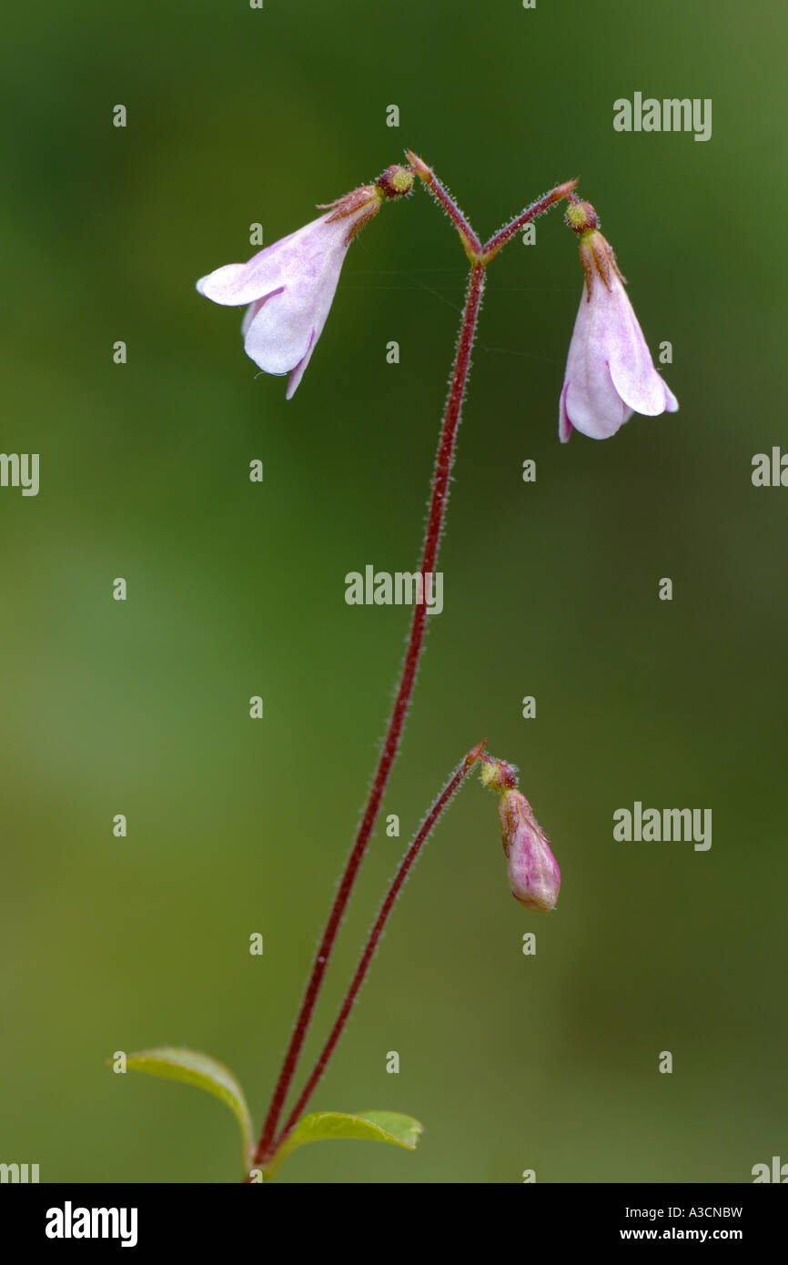 twinflower (Linnaea borealis), blooming, named after the svedish botanist Carl von Linee, United Kingdom, Scotland, Cairngorms Stock Photo