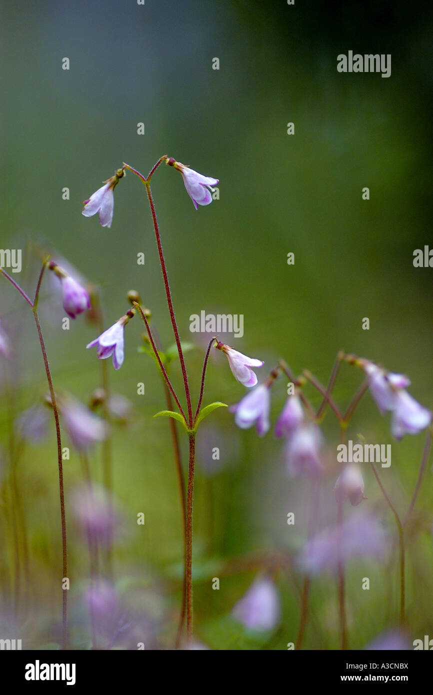 twinflower (Linnaea borealis), blooming, named after the svedish botanist Carl von Linee, United Kingdom, Scotland, Cairngorms Stock Photo