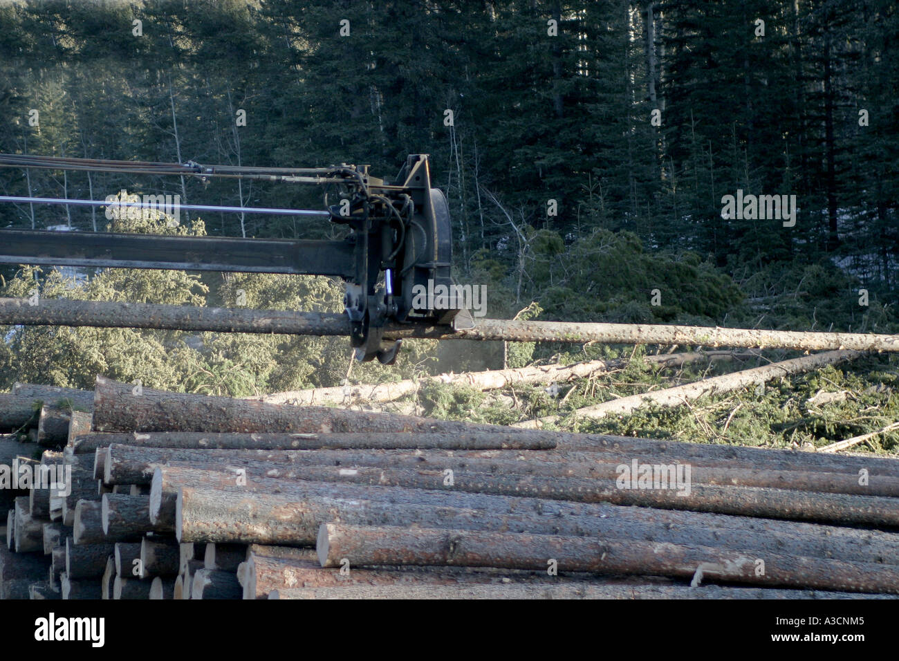 Logging industry Stock Photo Alamy
