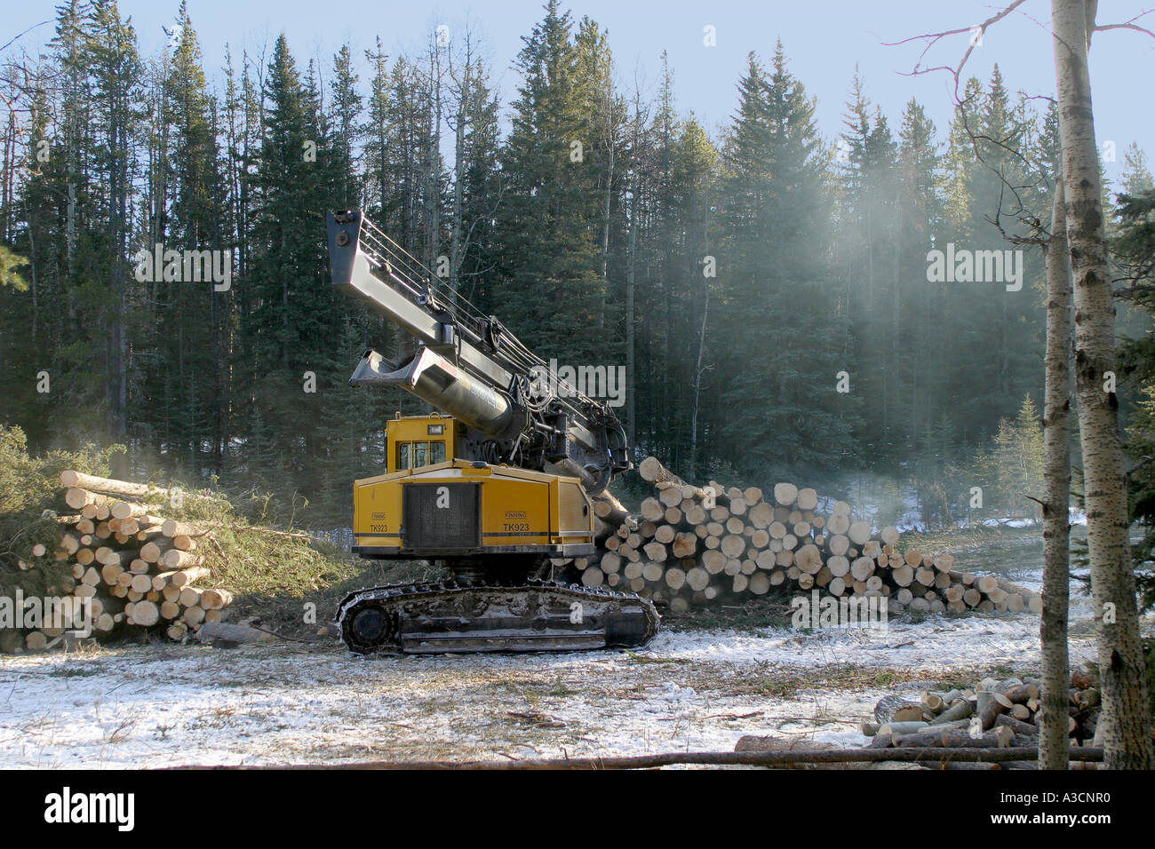 Logging industry Stock Photo Alamy