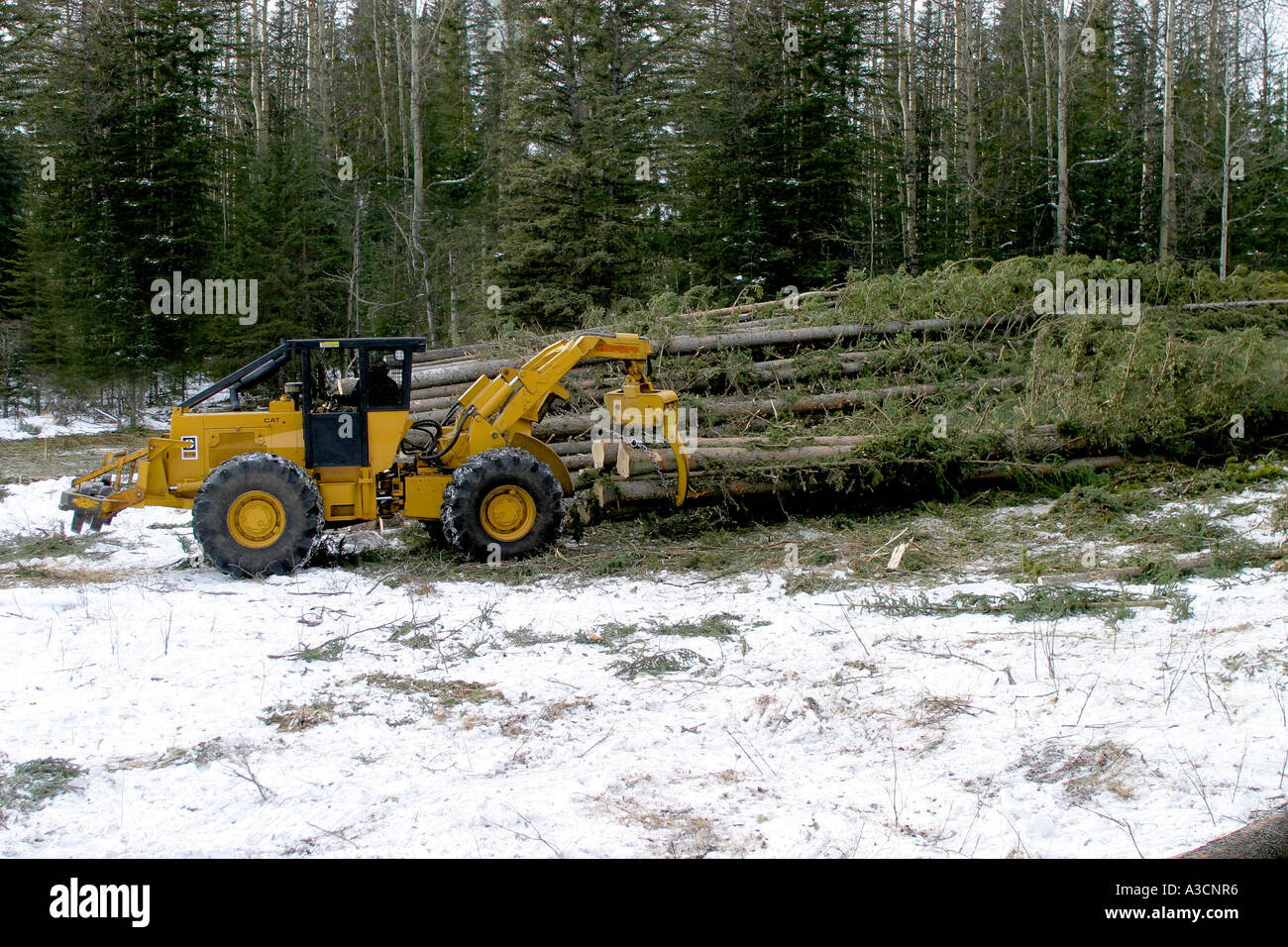 Logging  industry Stock Photo