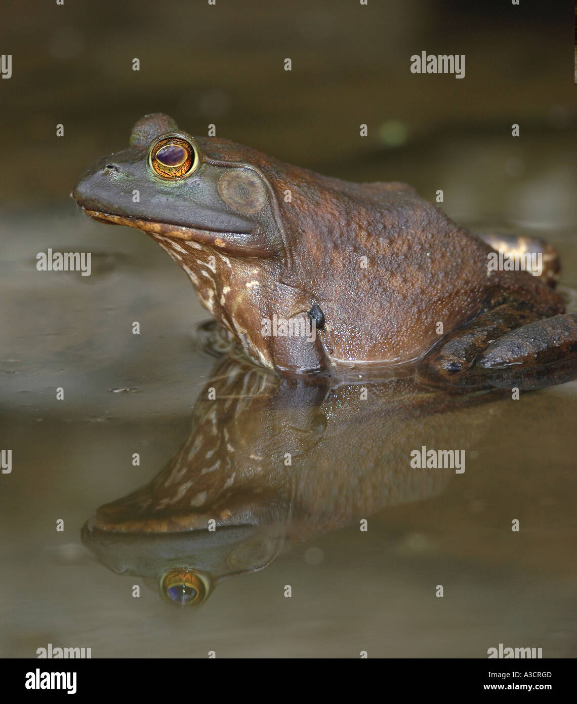 Bullfrog bull hi-res stock photography and images - Alamy