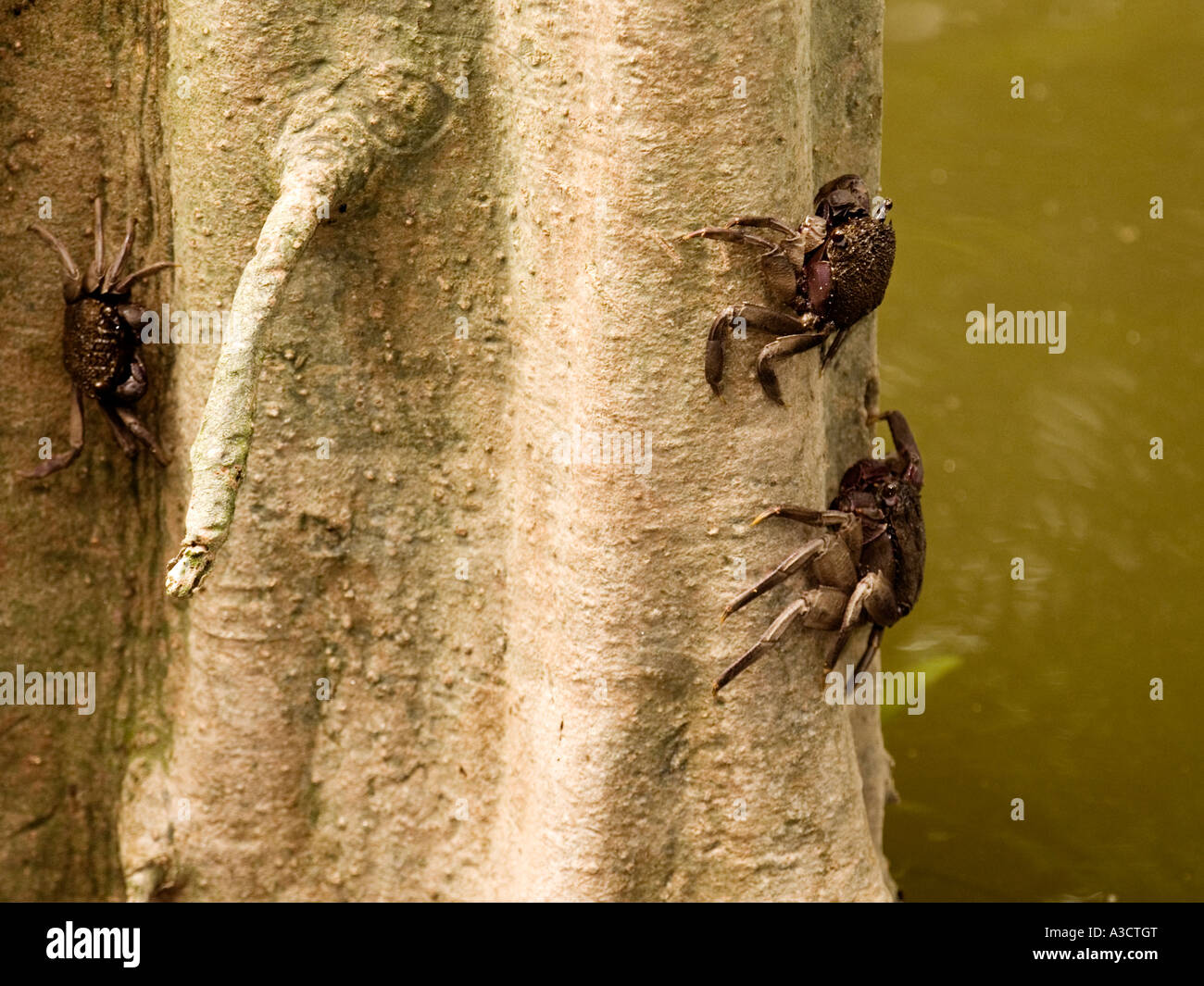Tree climbing crabs, Sungei Buloh Nature Park, Singapore Stock Photo