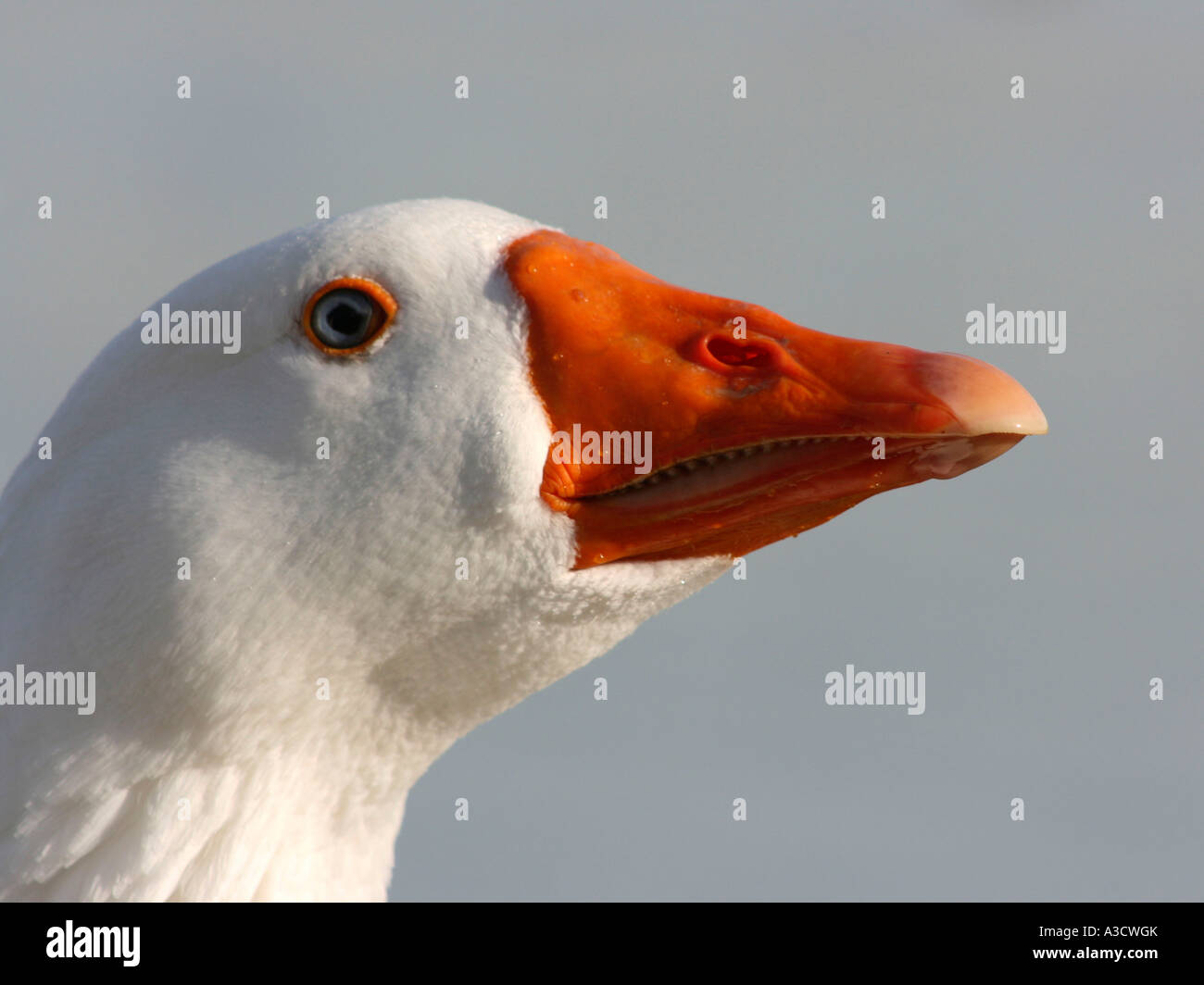 The head of a white goose. Stock Photo
