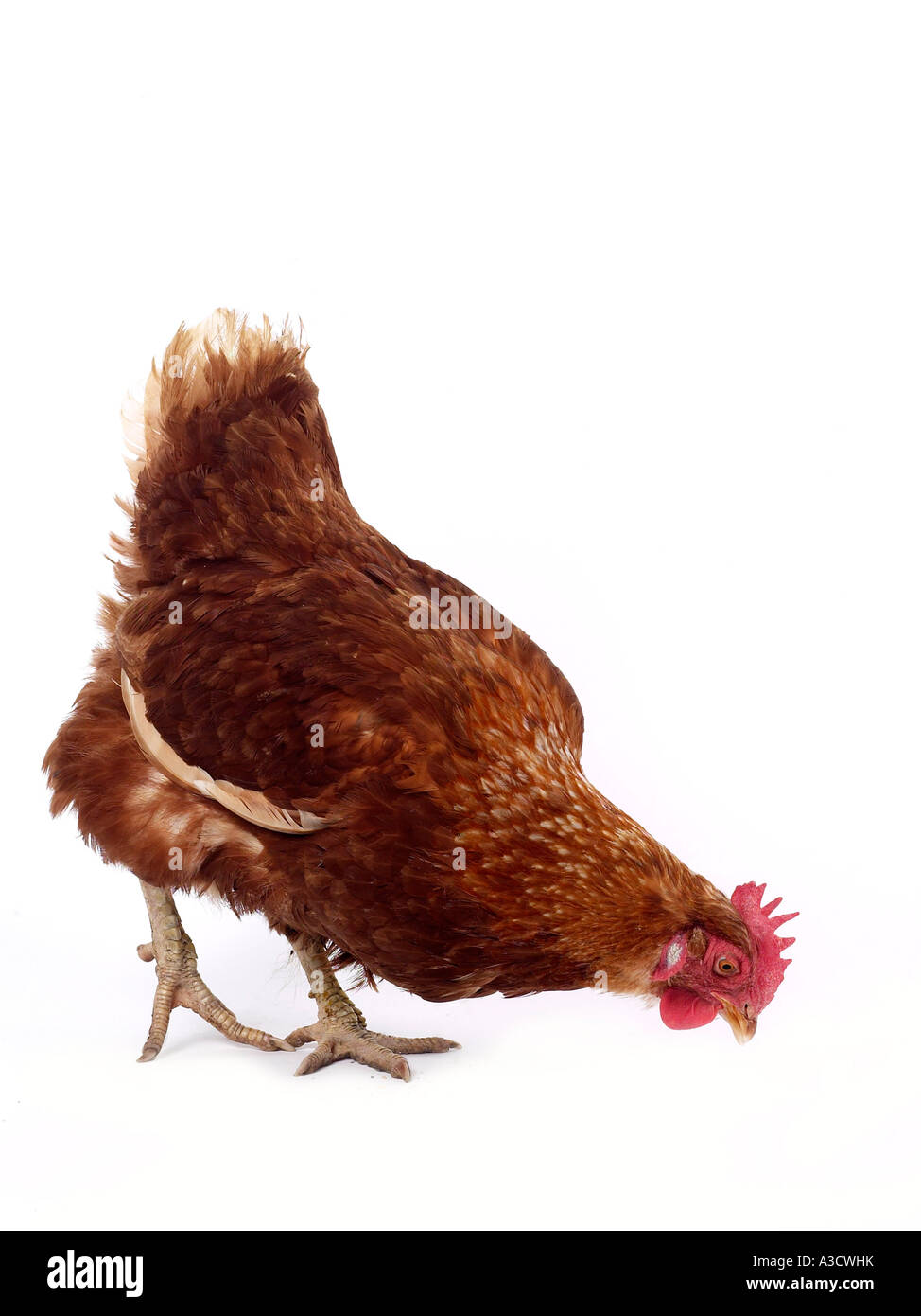 Chicken pecking hi-res stock photography and images - Alamy