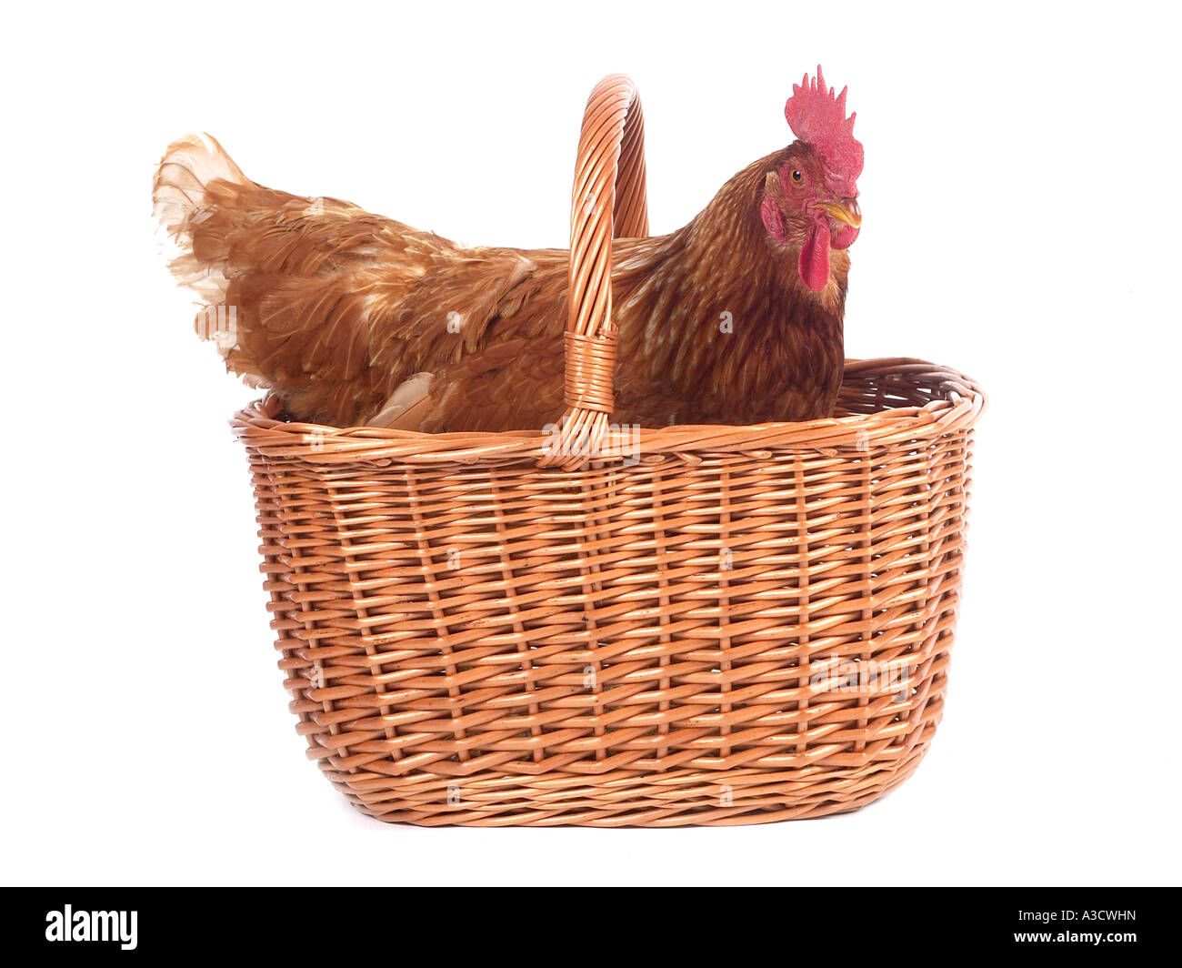 A chicken in a basket Stock Photo Alamy