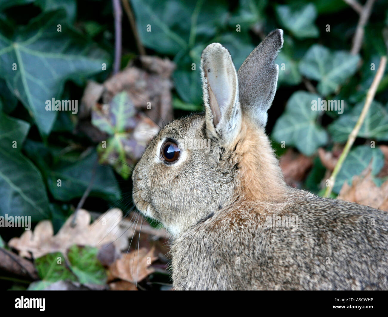 Rabbit guard hi-res stock photography and images - Alamy