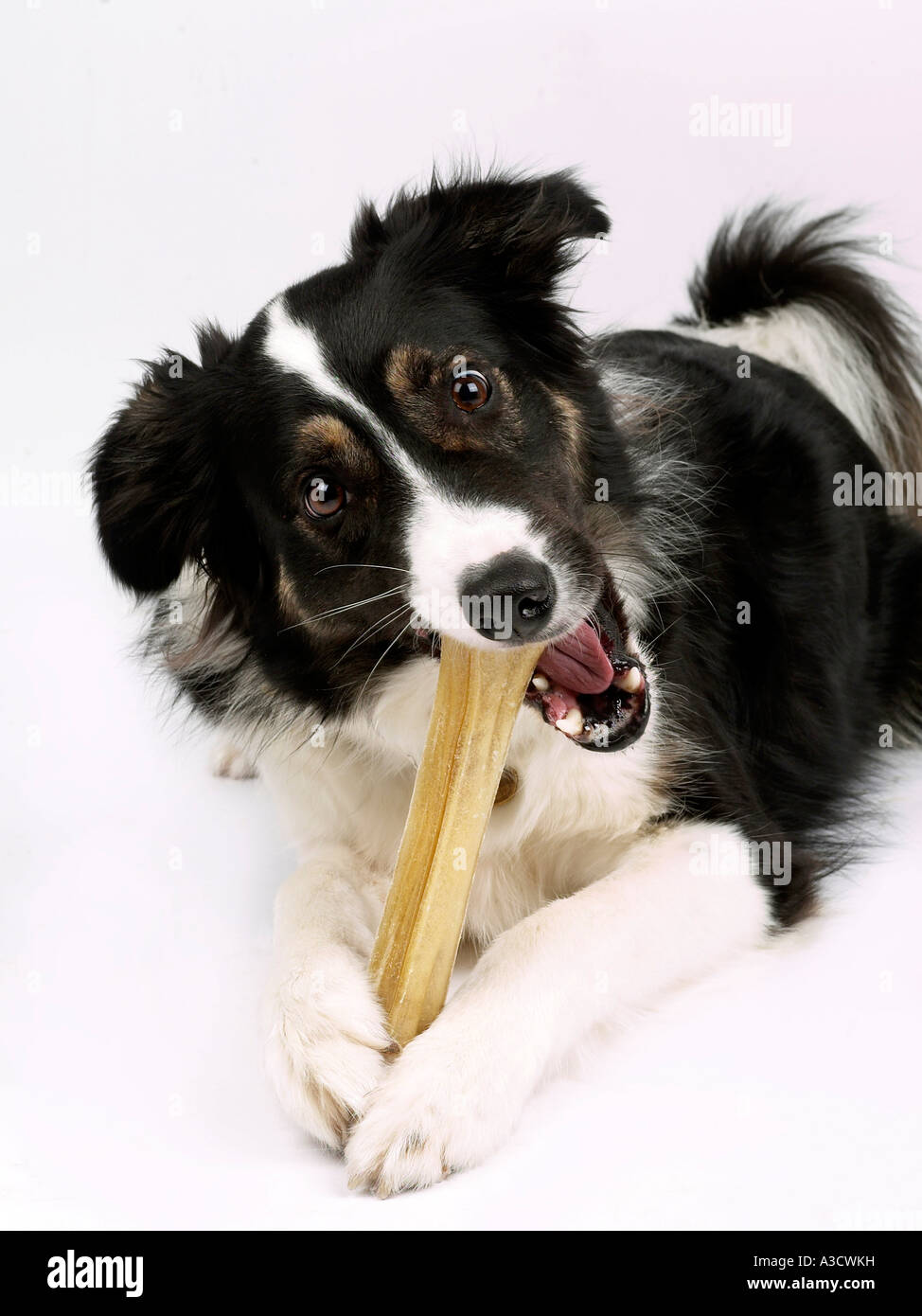 A collie chewing a bone treat in his mouth, sharpening his teeth Stock
