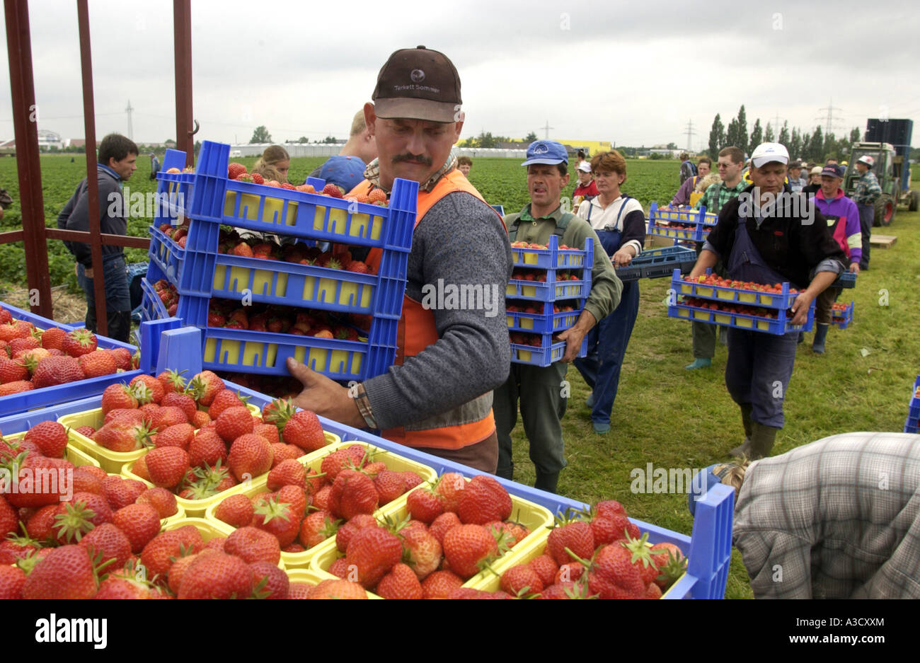 Seasonal workers from Poland harvesting strawberries Stock Photo