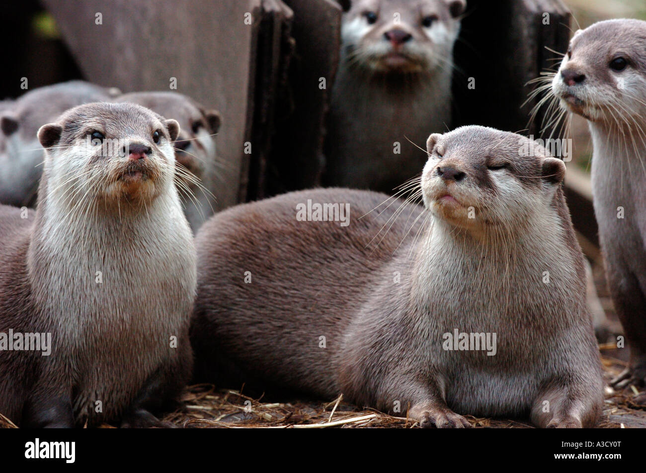 Otter new forest hi-res stock photography and images - Alamy