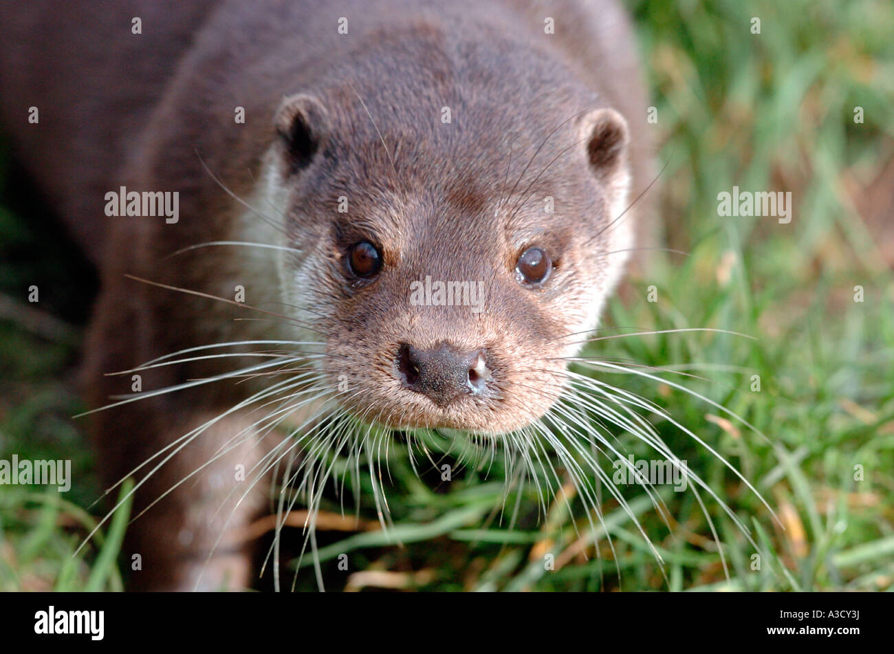 European Otter pictured at New Forest Wildlife Centre in Hampshire, UK