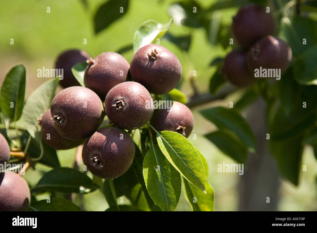 Agriculture Produce Fruit Orchard in Ontario Canada Stock Photo Alamy