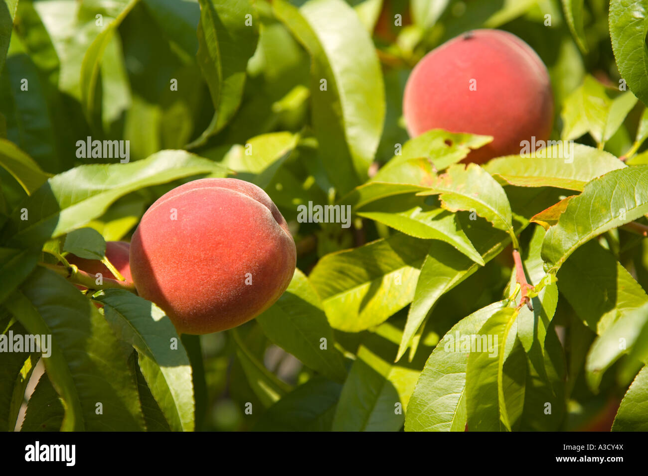 Peaches; Agriculture Produce Fruit Orchard in Ontario Canada Stock