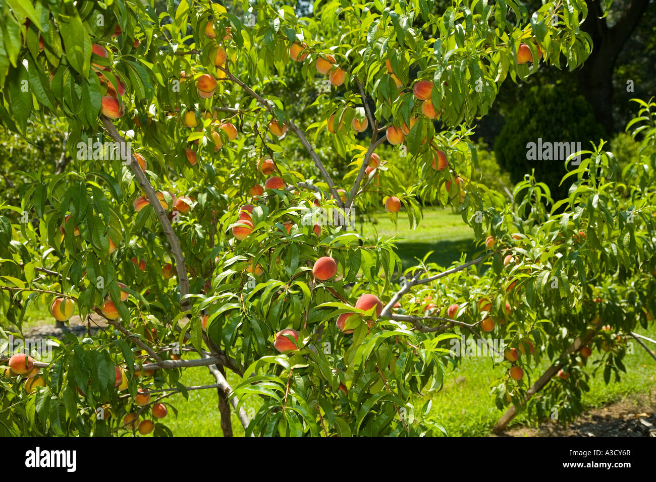 Peaches;Peach; Agriculture Produce Fruit Orchard in Ontario Canada