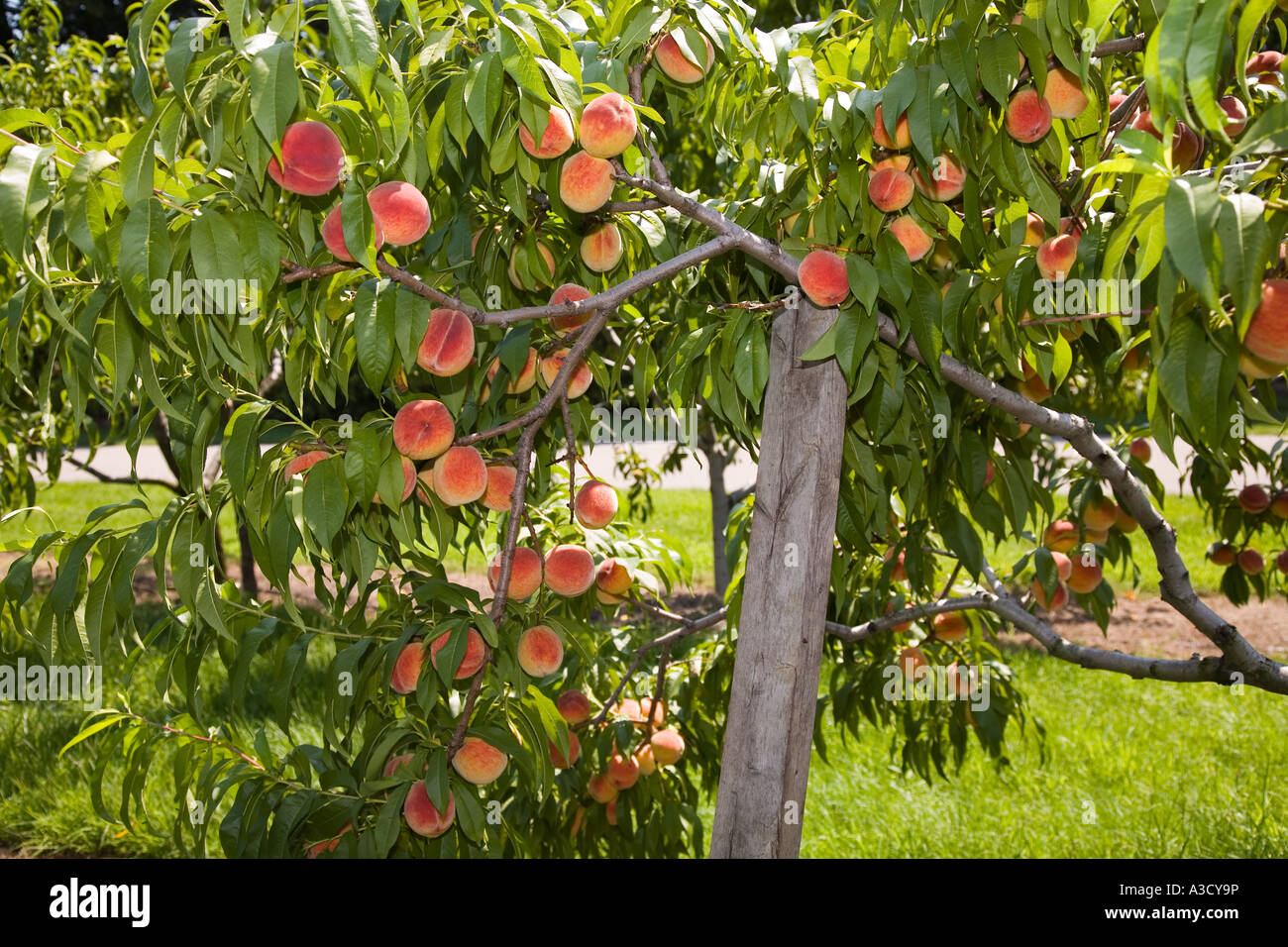 Peaches; Agriculture Produce Fruit Orchard in Ontario Canada Stock