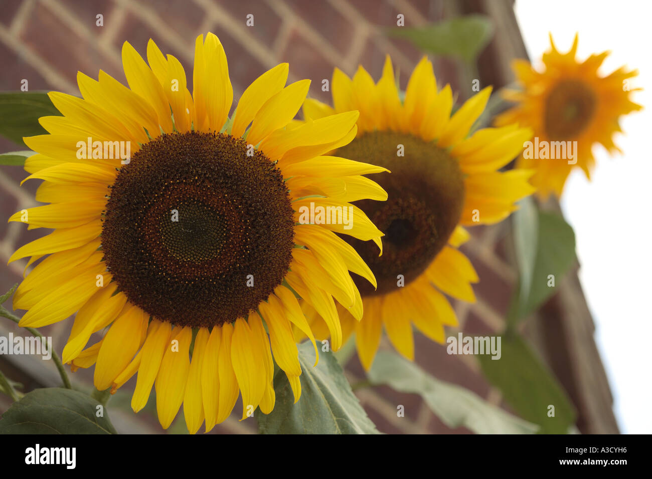 Three sunflower plants reaching for a bungalow roof Stock Photo