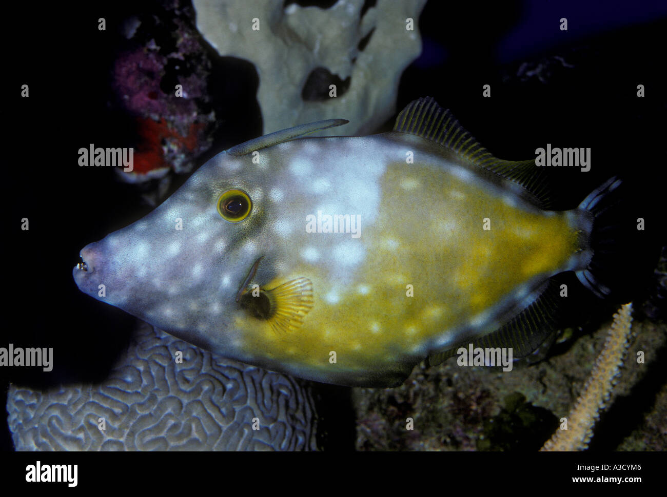 Whitespotted filefish, Cantherhines macrocerus, underwater observatory, Coral World, Silver Cay, New Providence, The Bahamas Stock Photo