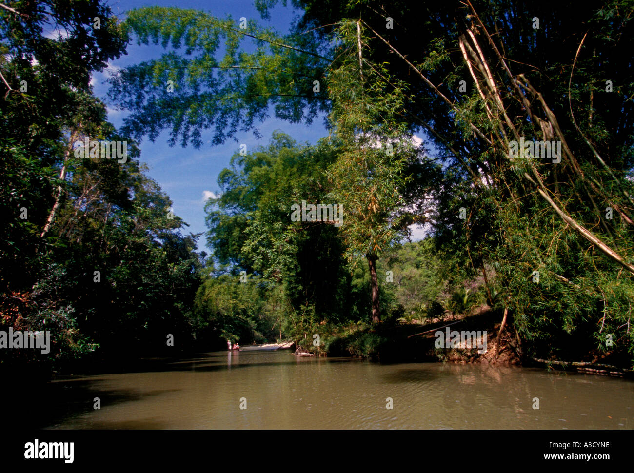 Jamaican man, adult man, tour guide, bamboo raft, bamboo raft trip, The Great River, Great River, village of Lethe, Jamaica Stock Photo