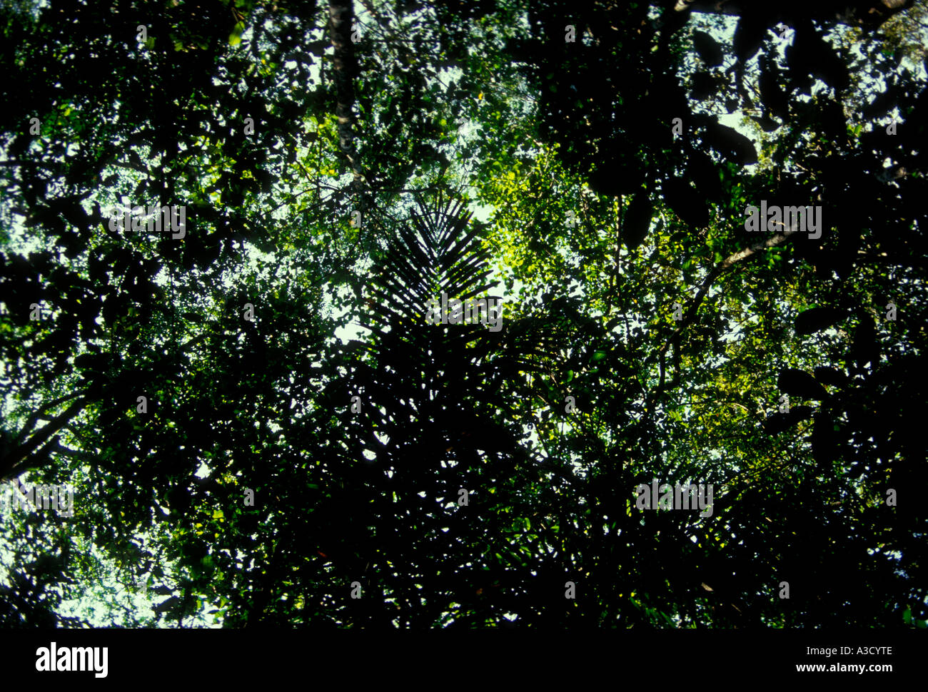 flora, jungle canopy, Puraquequara River, Amazon River Basin, northeast of the city of Manaus, Amazonas State, Brazil, South America Stock Photo