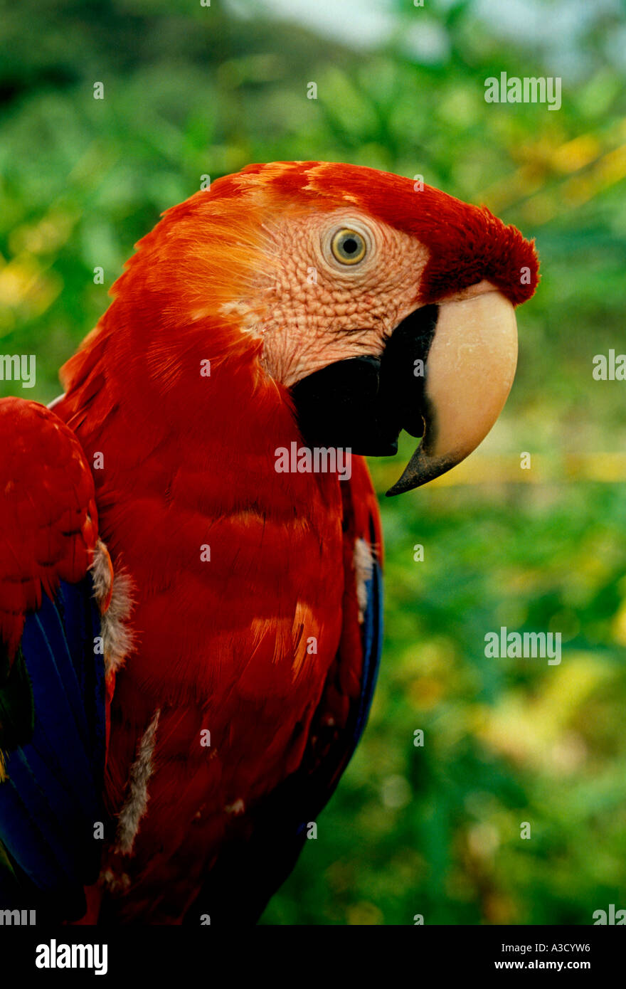 1, one, Scarlet macaw, macaw, macaws, bird, birds, Puraquequara River, Amazon Rainforest, northeast of Manaus, Amazonas State, Brazil, South America Stock Photo