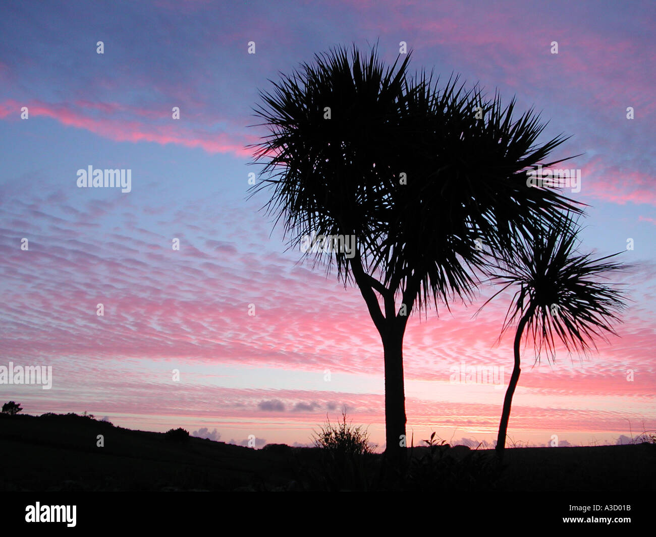 Scilly Sunset through palm tree Stock Photo