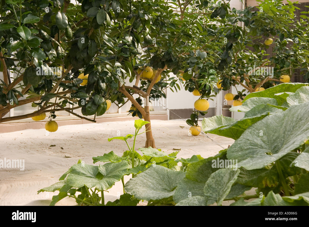 Hydroponics grown Melons Farming Stock Photo Alamy
