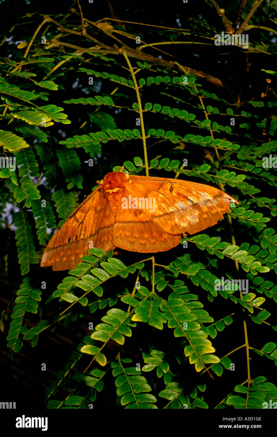 moth, Atlantic Rainforest, Itatiaia National Park, Rio de Janeiro State, Brazil Stock Photo