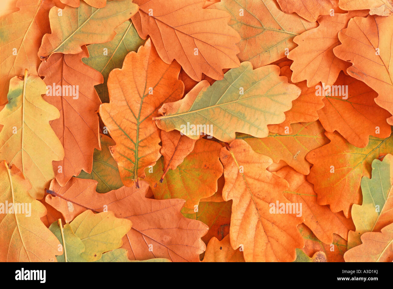 Oak tree leaves at fall Quercus robur Stock Photo Alamy
