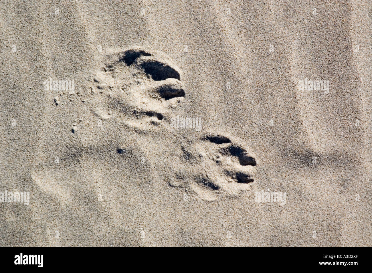 Canine paw prints in the sand Stock Photo Alamy