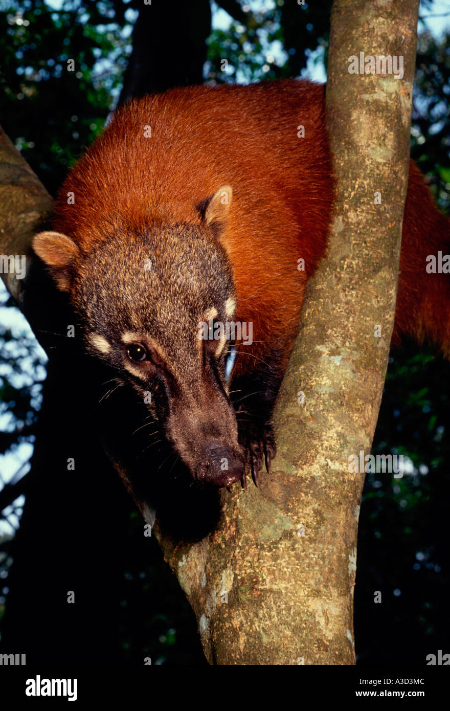 1, one, ringed-tailed coati, coati, coatis, Nasua nasua, Rio Ariau, Ariau River, northwest of Manaus, Amazonas State, Brazil, South America Stock Photo