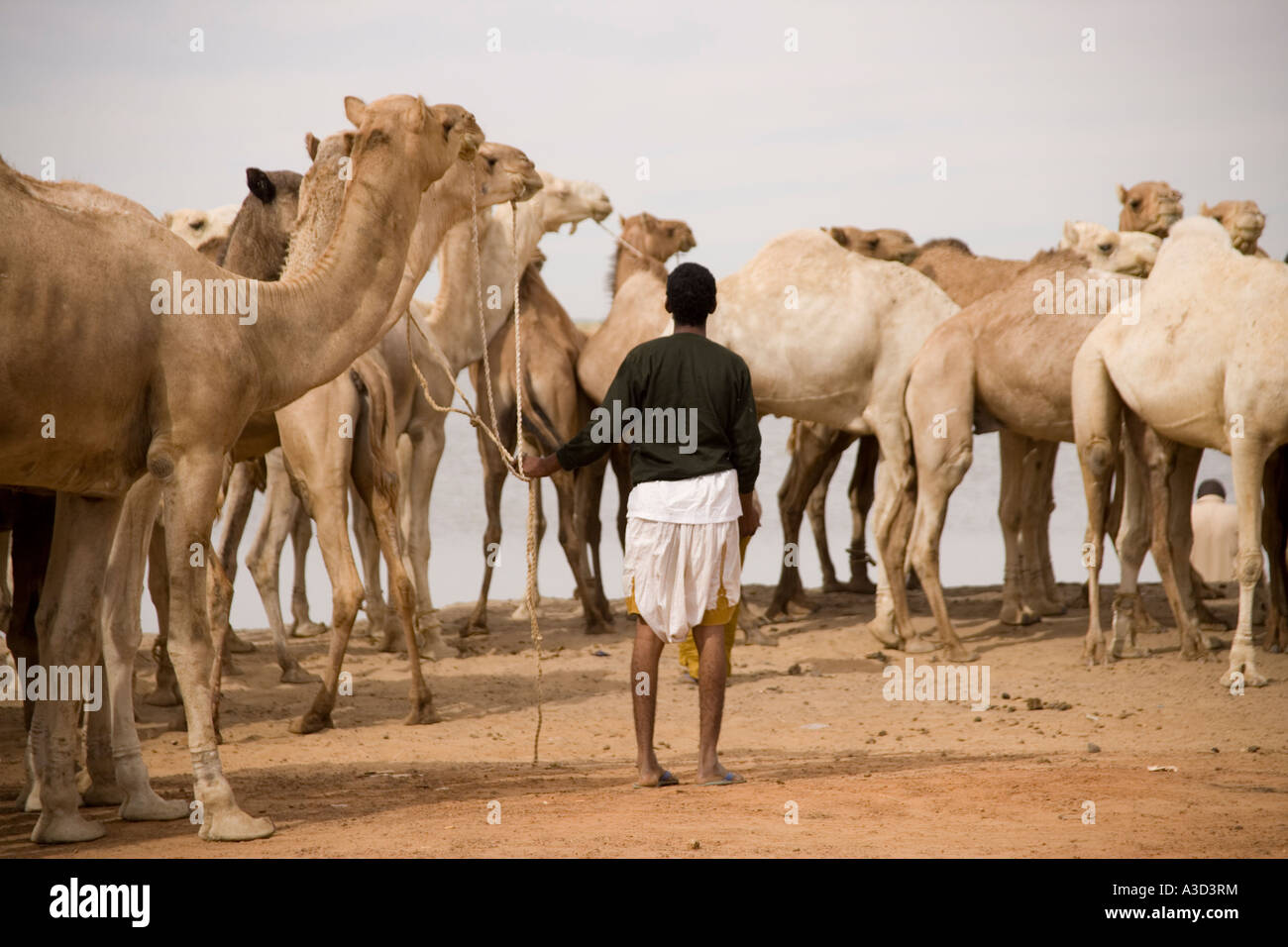 Camels and herdsmen waiting to board the ferry across the Niger river ...