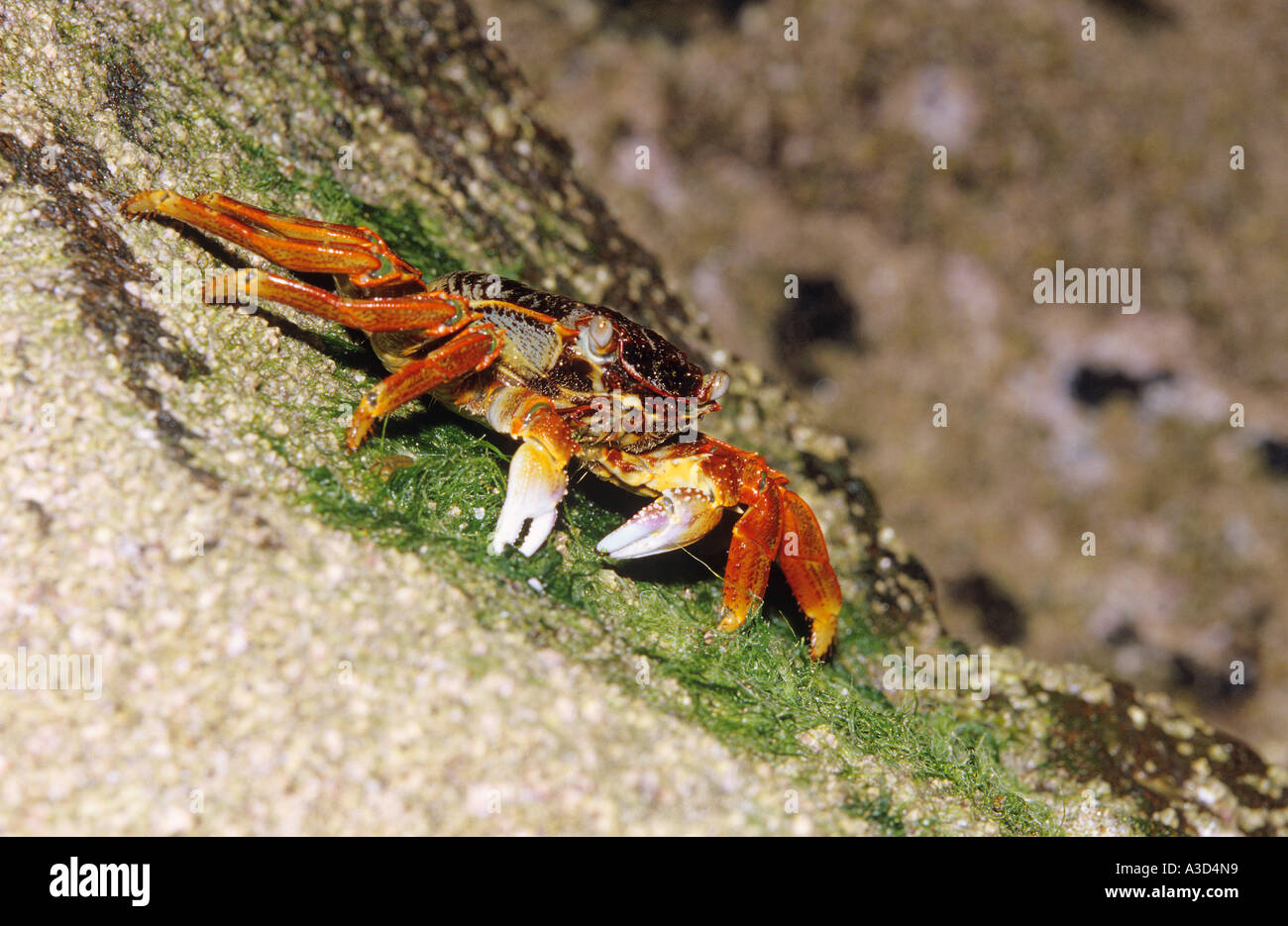 Rainbow Crab Cardisoma armatum Stock Photo