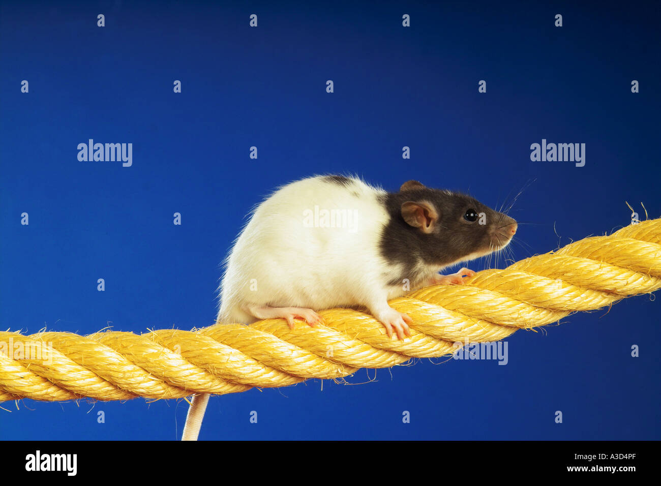 rat on a rope Rattus rattus Stock Photo Alamy