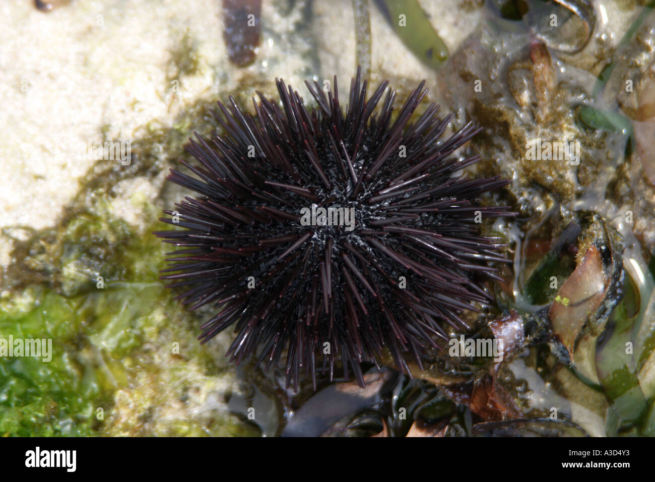 echinathrix sp echinidae echinoideasea urchin echinoid at coral reef Stock Photo
