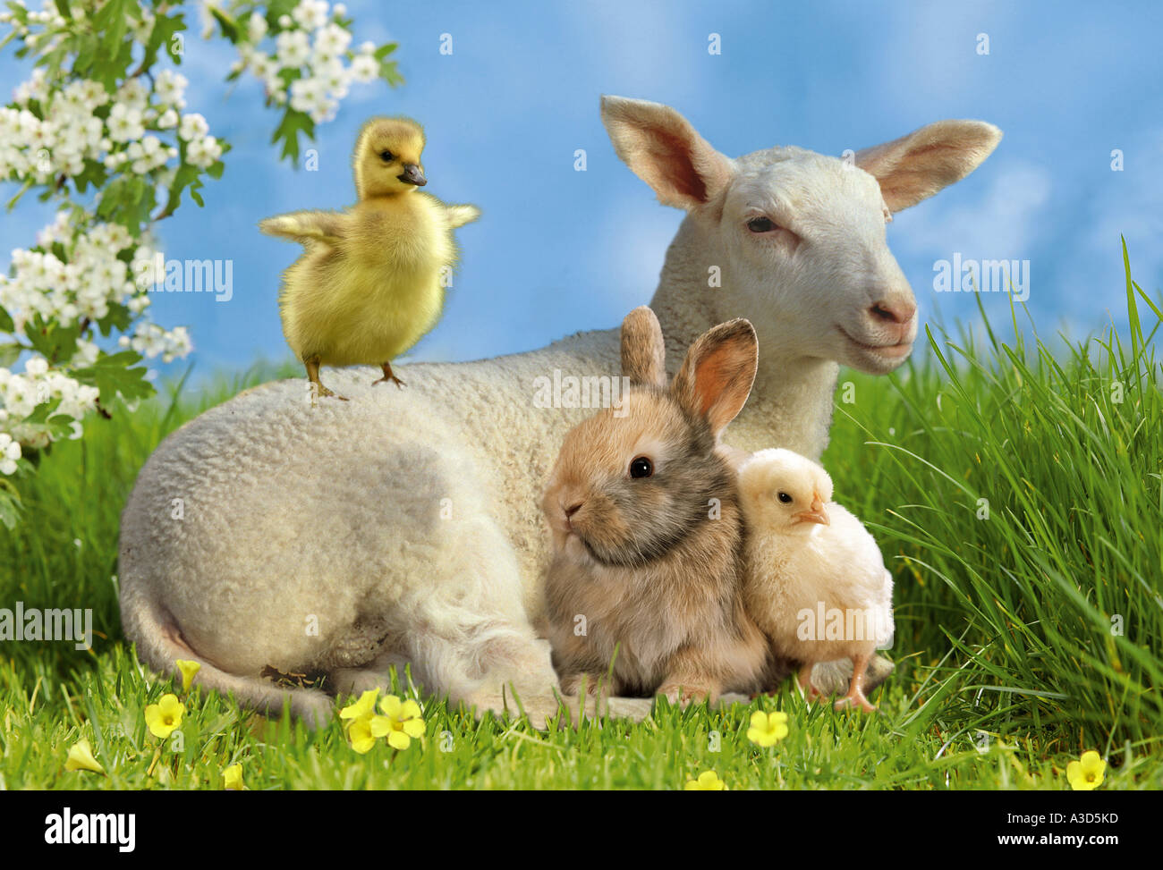 animal friendship lamb chicken squab duck squab and young bunny Stock