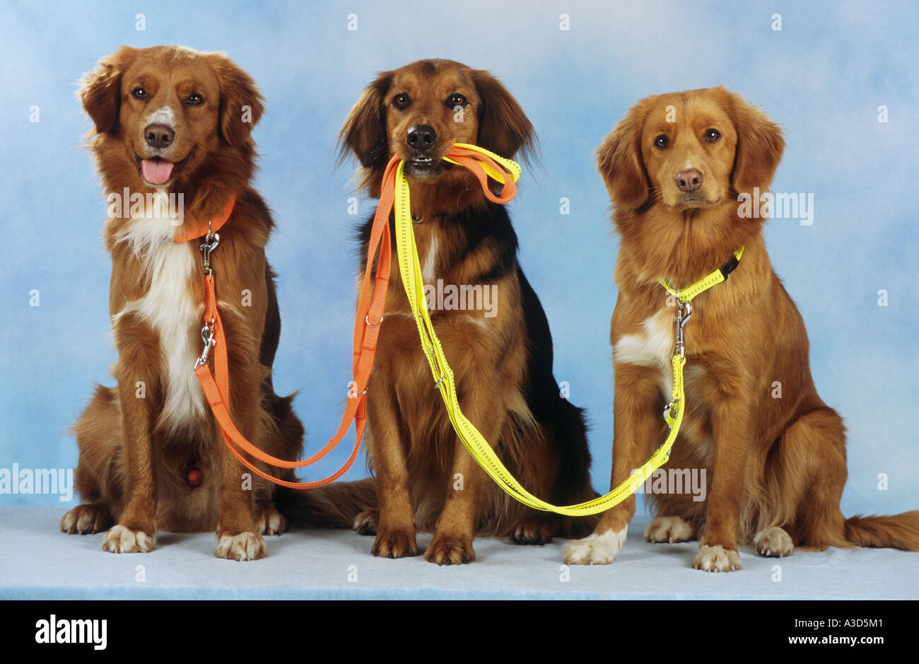 dog holding two other dogs leash in muzzle Stock Photo Alamy