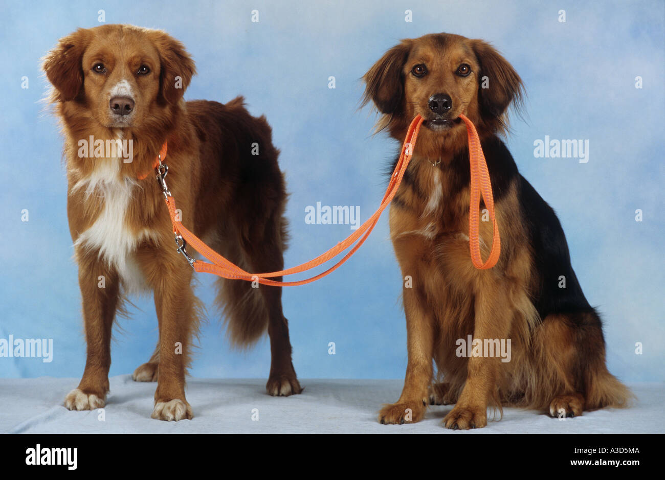 dog holding other dog s leash in muzzle Stock Photo Alamy