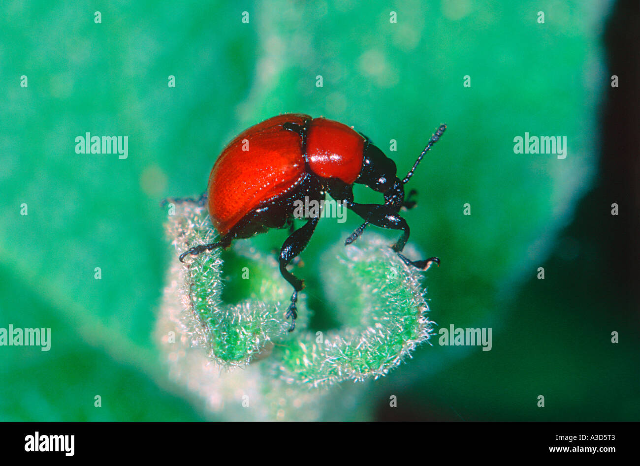 Weevil, Attelabus sp. On leaf Stock Photo