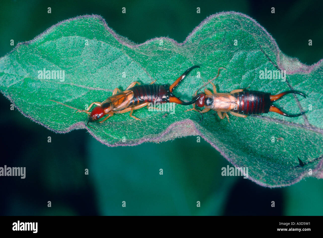 Forficula auricularia male and female hires stock photography and