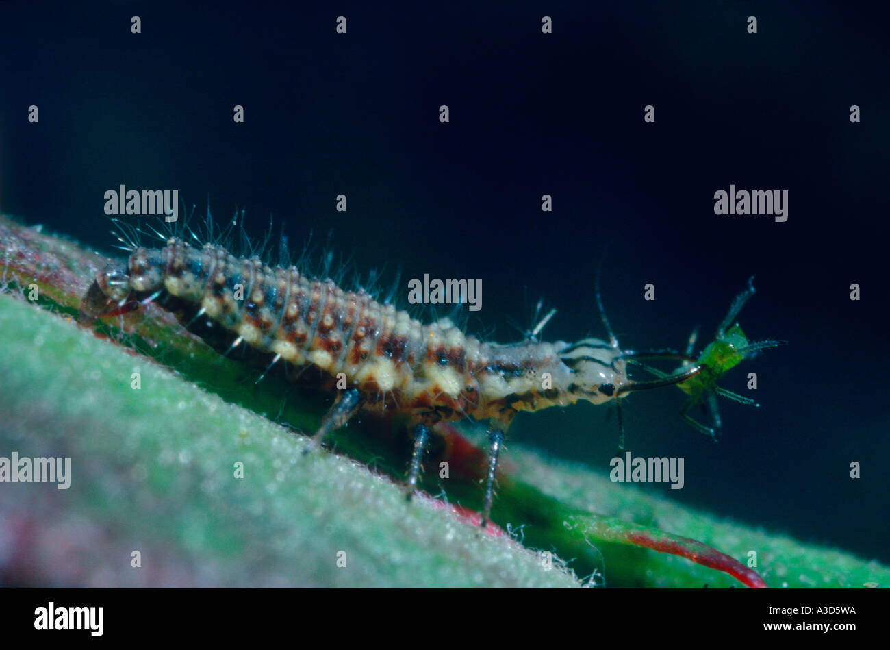 Green Lacewing, Family Chrysopidae. Larva eating an Aphid Stock Photo