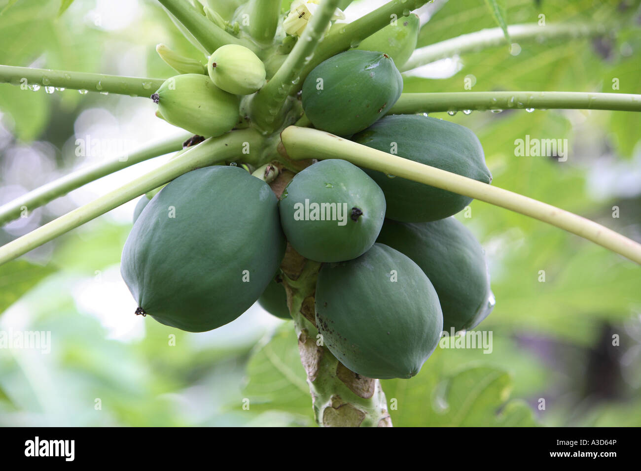 Close up detail of papaya fruit growing on tree on farm, Sri Lanka ...