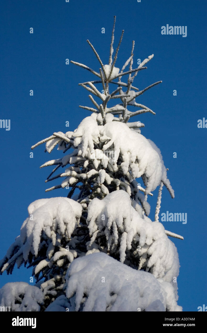 Pine tree covered in snow Stock Photo - Alamy